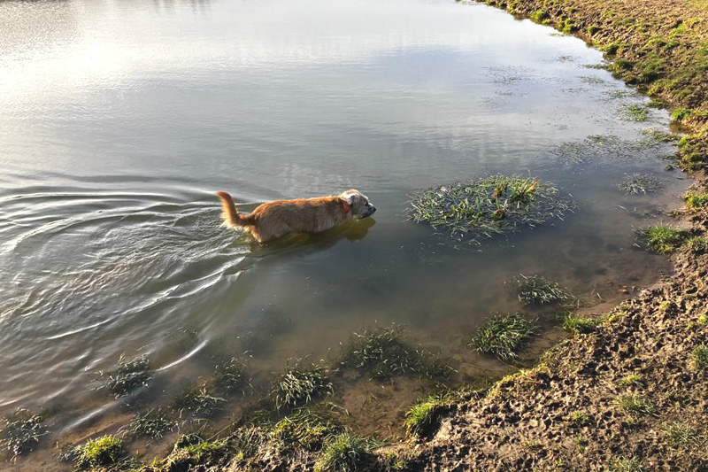 dog13