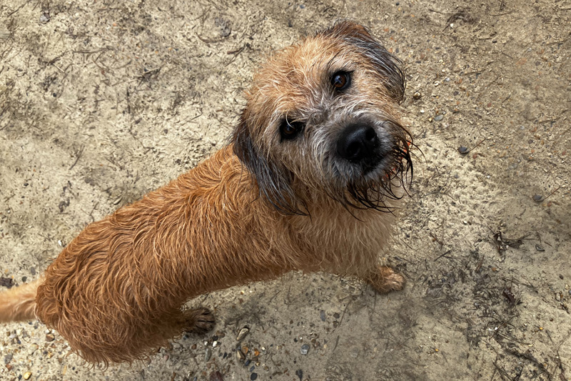 dog5