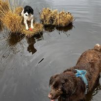 dog6