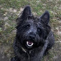 dog7