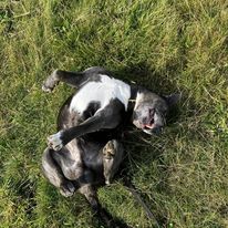 dog8