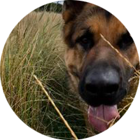 Puppies and Beyond